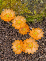 /album/rarity-a-novinky-2026-predjari/adonis-amurensis-chchibubeni1-jpg/